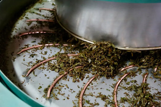 How Is Our Tea Processed?