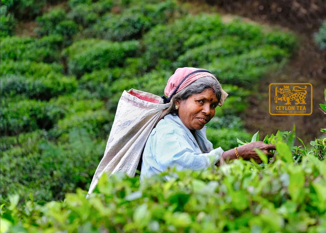 The History of Ceylon Tea