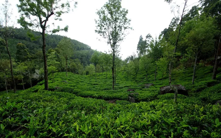 Our Tea Gardens