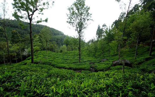Our Tea Gardens